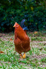 Close-up of big rooster free range in rural area
