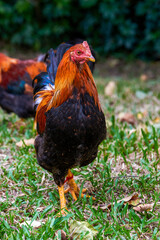 Close-up of big rooster free range in rural area