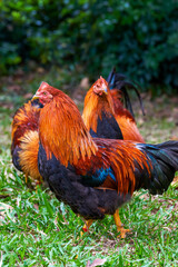 Close-up of big rooster free range in rural area
