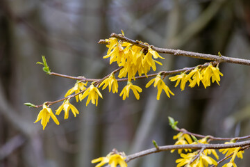 Colorful yellow flowers growing in a garden. Closeup of beautiful weeping forsythia or golden bell...