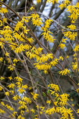 Colorful yellow flowers growing in a garden. Closeup of beautiful weeping forsythia or golden bell...