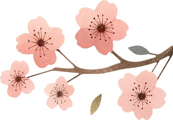 Cherry Blossom Branch 02