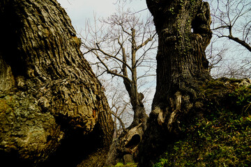 Bosco di castagni alla fine dell'inverno, Appennino Emiliano. Provincia di Bologna, Emilia Romagna, Italy
