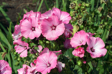 Macro image of pink Annual Mallow flowers, Kent England
