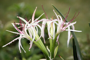 Macro image of St John's lily blooms, Mauritius
