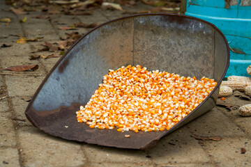Basket of dried corn cobs close-up