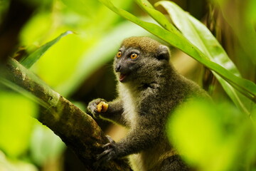 Northern bamboo lemur (Hapalemur occidentalis) feeding in the rainforest of Marojejy National Park...