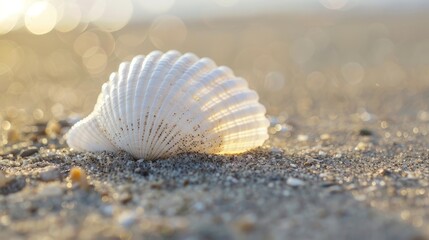 Seashells on the beach, island tourism concept, beach shell screen saver, advertising screen, public service advertisement