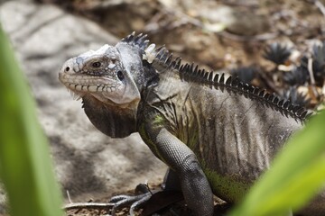 Iguan from the west indies