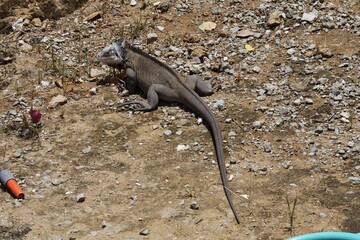 Iguan from the west indies