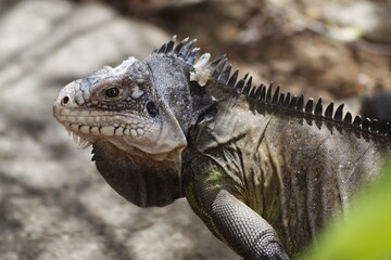 Iguan from the west indies
