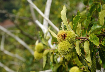chestnuts in Curral das Freiras village on Madeira island (Portugal)