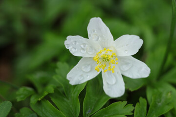 macro shot of Wood anemone flower covered in water drops in the spring forest	