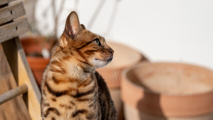 A poised A banner of Bengal cat surveys its sunlit domain, blurred background, embodying natural...