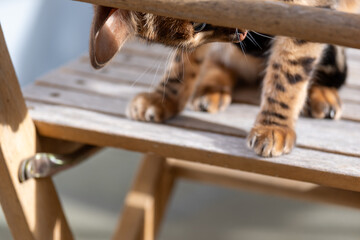Intrigued and playful, a Bengal cat peers down from a wooden chair, capturing a moment of curious luxury and graceful living, premium pet and animal health product advertising