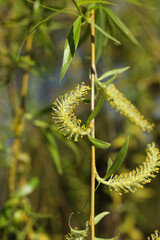 Willow branch with yellow flowers and green leaves close-up.