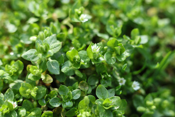 Stellaria media, chickweed close up