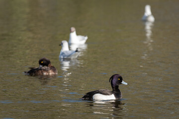 An adult male Tufted Duck (Aythya fuligula) in breeding plumage swims among other birds - 759914408
