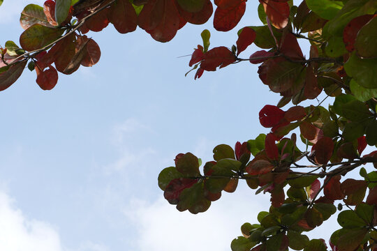 Red leaves of the Indian Almond tree and blue sky above. Low angle view of Leaf Canopy with sky background.