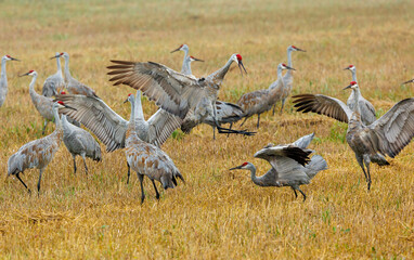 Fototapeta premium Sandhill cranes dancing during migration 