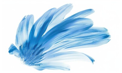 Fototapeta premium Light blue daisy flower petals on white background.