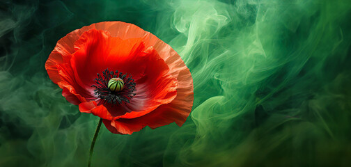 Czerwony mak , wiosenny kwiat. Zielone tło dym - obrazy, fototapety, plakaty