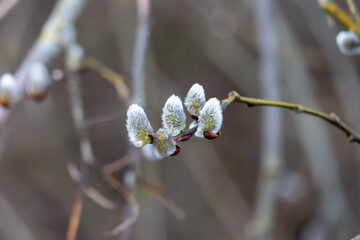 Willow branches with fluffy catkins close-up outdoors. The symbol of Easter and Palm Sunday. Fluffy...