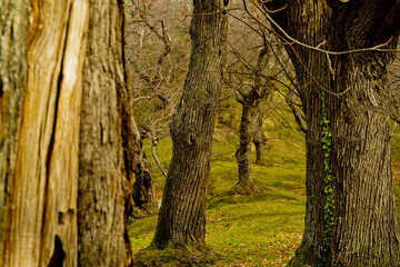 Bosco di castagni alla fine dell'inverno, Appennino Emiliano. Provincia di Bologna, Emilia Romagna, Italy