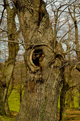 Bosco di castagni alla fine dell'inverno, Appennino Emiliano. Provincia di Bologna, Emilia Romagna, Italy