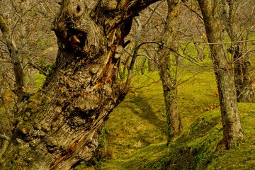 Bosco di castagni alla fine dell'inverno, Appennino Emiliano. Provincia di Bologna, Emilia Romagna, Italy