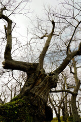 Bosco di castagni alla fine dell'inverno, Appennino Emiliano. Provincia di Bologna, Emilia Romagna, Italy