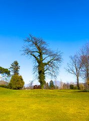 Beautiful Bare Tree on Golf Course in a Sunny Day in Lugano, Ticino, Switzerland.