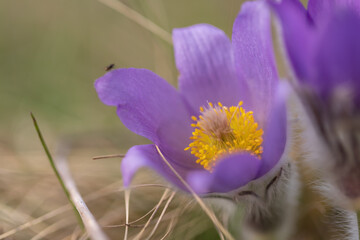 Beautiful purple spring flower in the meadow - Pulsatilla grandis. Photographed with an old lens...