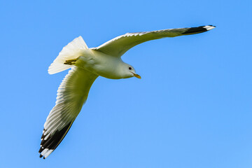 Common Gull, Larus canus