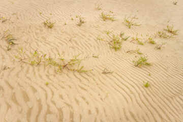 Beach sand texture