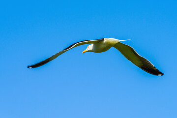 European Herring Gull, Larus argentatus	 - 759920458