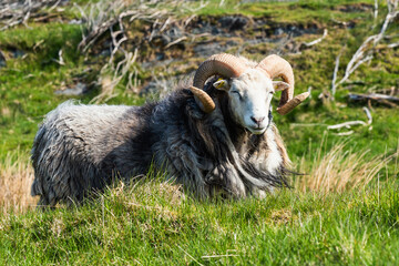 Ram of Wild Sheeps from Haraldshaugen, HAUGESUND, NORWAY, Europe - 759920481