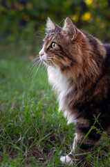 Naklejka na ściany i meble norwegian forest cat on the grass portrait