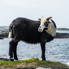 Wild Sheep from Haraldshaugen, HAUGESUND, NORWAY, europe - 759920493