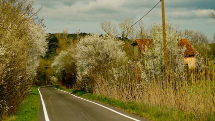 Natura in fiore in primavera. Colline dell'Appennino Emiliano. Emilia Romagna, Italy