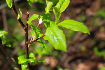 Spring branches of a tree with the first leaves in the forest. Beauty in nature, awakening