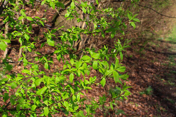 Spring branches of a tree with the first leaves in the forest. Beauty in nature, awakening