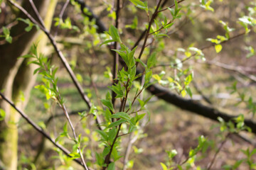 Spring branches of a tree with the first leaves in the forest. Beauty in nature, awakening