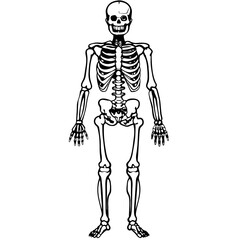 skeleton