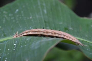 Up Close with a Brown Caterpillar on a Green Leaf