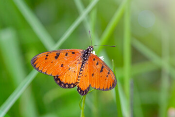 Fototapeta na wymiar Butterfly on Zinnia flower in garden, 