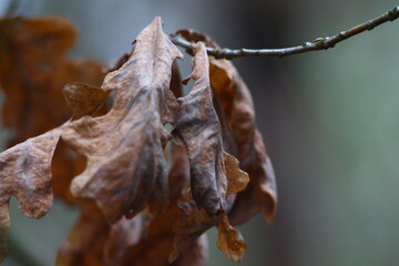 dried fish on the tree