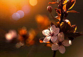 Kwiaty Wiśni japońskiej, zachód słońca w ogrodzie. 