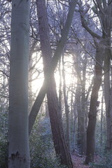 Dense foggy forest with trees and bushes