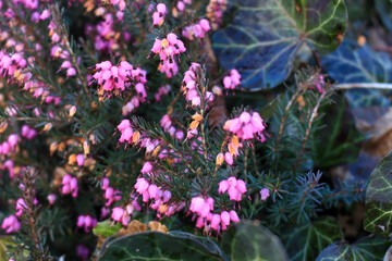 Erica carnea - winter heath, winter flowering heather, spring heath, alpine heath. Close-up of...